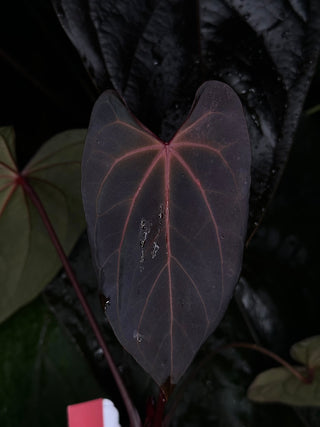 Anthurium 'Zara' x 'Amelia's Delight' [#1256]