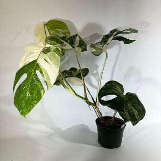 Monstera deliciosa var. borsigiana albo-variegata [#1853]