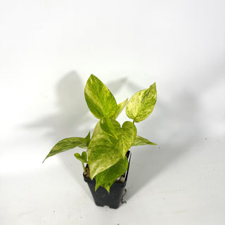 Epipremnum aureum 'Alta Voltagem' [#2165]