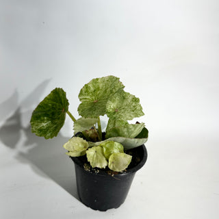 Begonia conchifolia var. rubrimacula variegata [#1942]