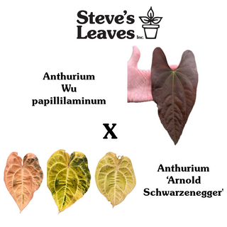 Anthurium Wu papillilaminum x 'Arnold Schwarzenegger' [#1788]