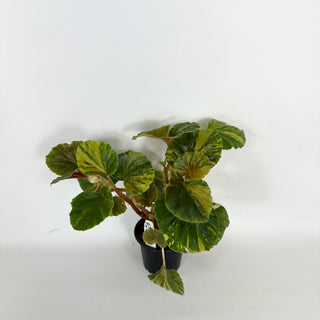 Begonia cucullata (variegated) [#2105]