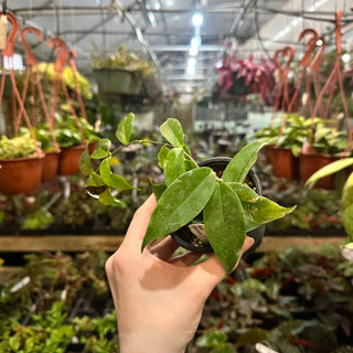 Hoya chloroleuca