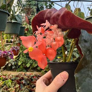 Begonia 'Steve's Leaves Cierge Magique'