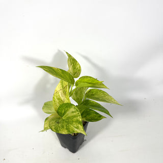 Epipremnum aureum 'Alta Voltagem' [#2165]