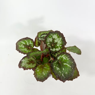 Begonia 'Randy MK2' [#2055]