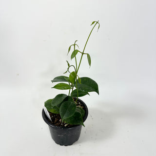 Hoya sp. Ovalau Island