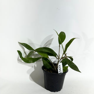 Hoya ruthiae [#1912]