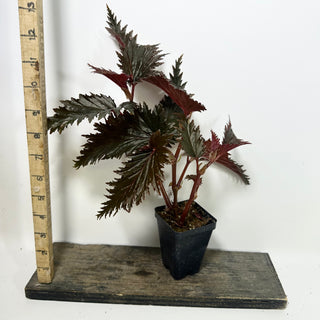 Begonia serratipetala 'Miri' [#2101]
