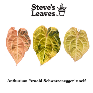 Anthurium 'Arnold Schwarzenegger' x self - One Seed Per Pack