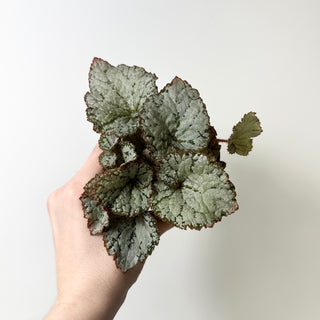 Begonia 'Desperado' [#2009]