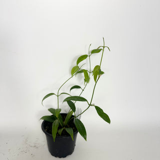 Hoya megalantha [#2322]