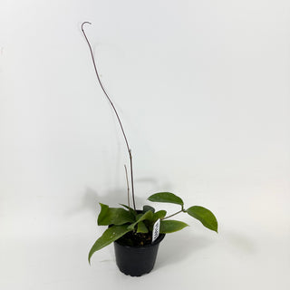 Hoya sp. Papua Skow [#1693]