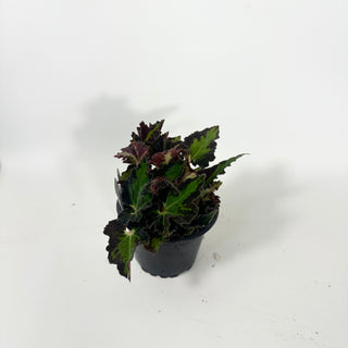 Begonia 'Texas Red Star' [#2052]
