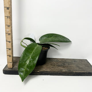 Hoya stenaokei dark [#1897]
