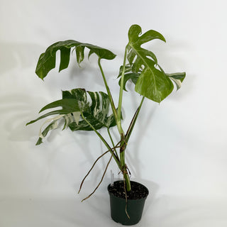 Monstera deliciosa var. borsigiana albo-variegata [#1232]