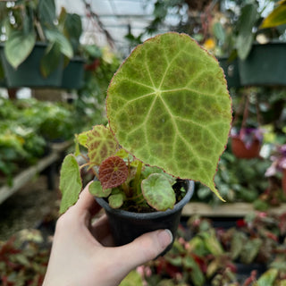 Begonia goegoensis