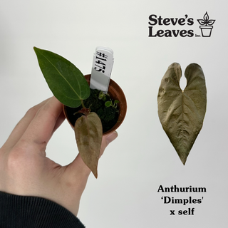 Anthurium 'Dimples' x self - Seedling [#1475]