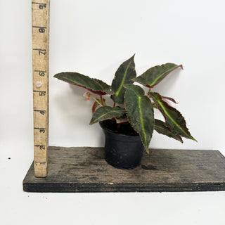 Begonia 'Magdalene Madsen' [#2489]
