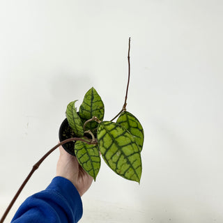 Hoya callistophylla (mottled) [#1623]