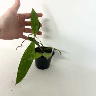 Hoya kaikoeana [#2288]