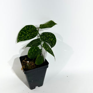 Z-4943 - Scindapsus pictus "Green Form" (Hassk)