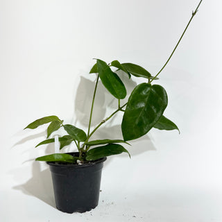 Hoya onychoides