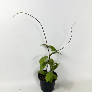 Hoya elmeri (splash) [#1599]