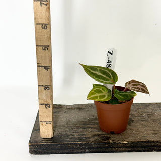 Z-4814 - Anthurium 'Tezula Dreamweaver'/dorayaki x 'Chuck Norris' - Seedling