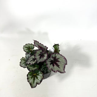 Begonia 'Harmony's Strawberry Shortcake' [#2167]