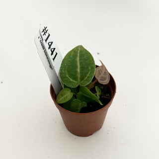 Anthurium 'Tezula Dreamweaver'/dorayaki x 'Arnold Schwarzenegger' - Seedling [#1441]