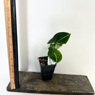 Z-5228 - Syngonium wendlandii ‘Scrambled Eggs’