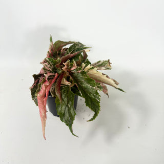 Begonia 'Ginny Galaxy' [#2062]