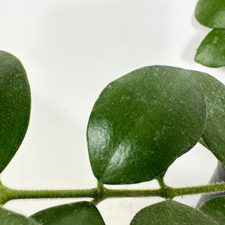 Hoya aeschynanthoides [#2298]