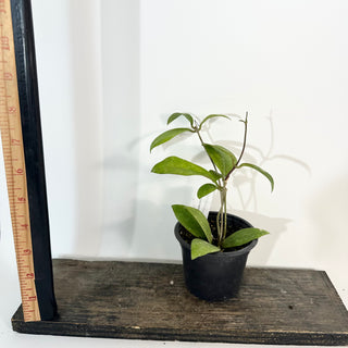 Hoya elmeri (splash) [#2184]