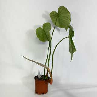 Z-4429 - Philodendron 'Dean McDowell'