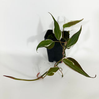 Z-4704 - Philodendron hederaceum ‘Micans Halo’