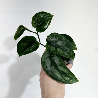Z-5050 - Scindapsus pictus 'Black Mamba'