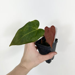 Anthurium Fairchild crystallinum/Red crystallinum x self [#2079]