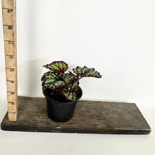 Begonia 'Fairytale' [#2160]