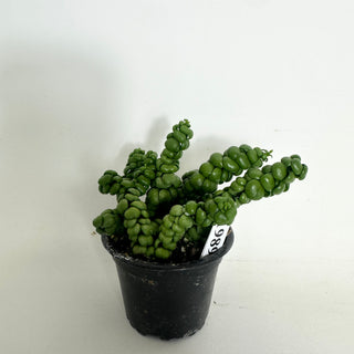 Dischidia nummularia "Dragon Jade" [#1989]