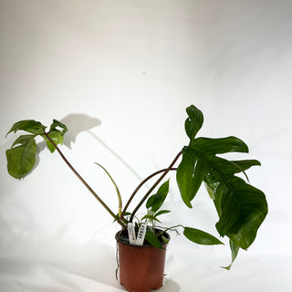 Philodendron sp. 69686 x subhastatum [#1845]