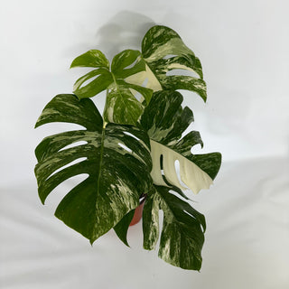 Z-4551 - Monstera deliciosa var. borsigiana albo-variegata