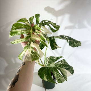Z-5023 - Monstera deliciosa var. borsigiana albo-variegata