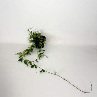 Hoya 'Mini Pixie' [#2354]