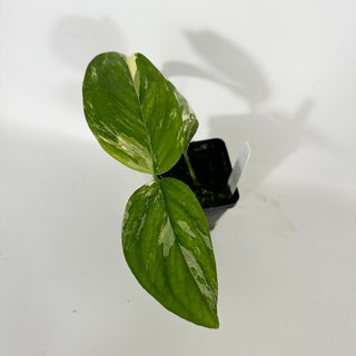 Z-4689 - Monstera lechleriana variegated