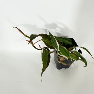 Z-4688 - Philodendron hederaceum ‘Micans Halo’