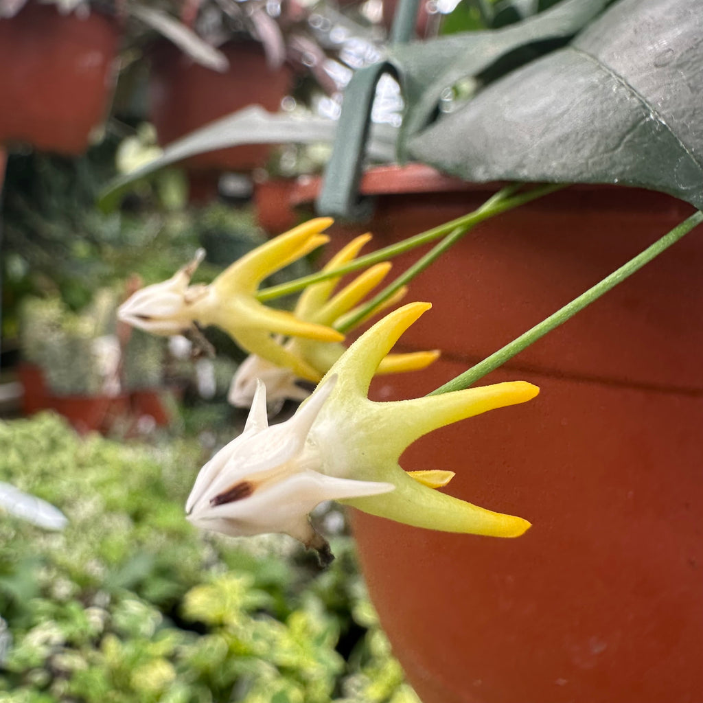 Hoya multiflora – Steve's Leaves