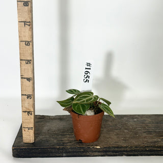 Anthurium 'Brielle'/'Michelle' x self - 3 Seedlings [#1655]