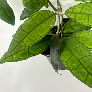 Hoya cv. finlaysonii x undulata [#2108]